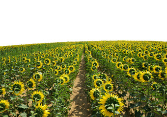 Sunflower field isolated on transparent background, PNG.