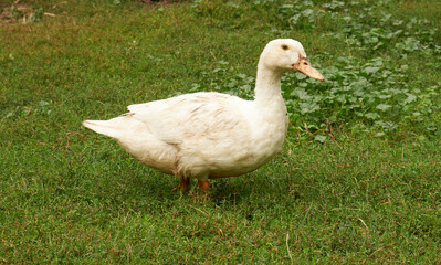 white domestic duck on the farm