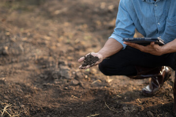 Close up view of farm owner examining soil in the field. inspect and test the soil during the process of harvesting.