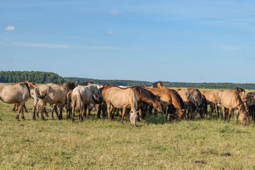 A herd of thoroughbred horses grazes on a beautiful green summer field.