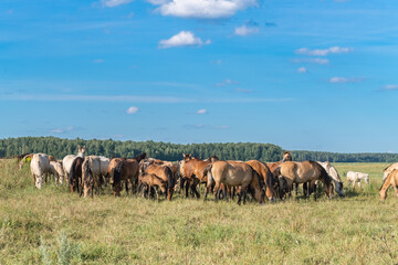 A herd of thoroughbred horses grazes on a beautiful green summer field.