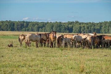 Fototapeta na wymiar A herd of thoroughbred horses grazes on a beautiful green summer field.