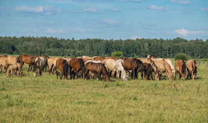 Naklejka na ściany i meble A herd of thoroughbred horses grazes on a beautiful green summer field.