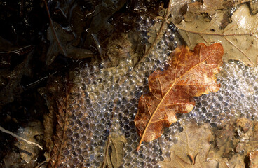 Foglia secca di quercia appoggiata su una pozzanghera con bolle e foglie secche