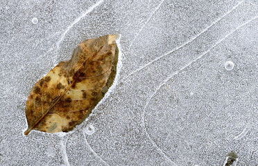 Foglia secca incastrata in una lastra di ghiaccio con venature grafiche