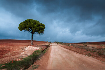 Camino