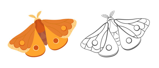 Night moth color illustration and outline. Cartoon simple illustration of night butterfly. Vector flying insect flat icon. Logo concept.
