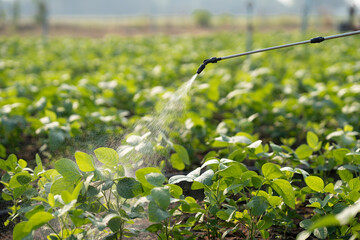 Close up view of farmer spray pesticides. Farmworker spray pesticide insecticide on vegetables....