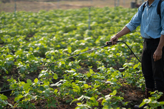 Farmer Spray Pesticides. Farmworker Spray Pesticide Insecticide On Vegetables. Ecological Insecticides.