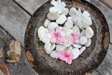 Obraz na płótnie Canvas White and Pink Frangipani Flowers mixed with white stone inside of Ex Rotten Coconut tree