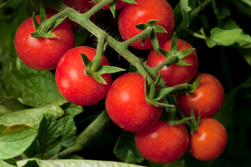 Ramo di pomodori ciliegini maturi ancora attaccati alla pianta nell'orto