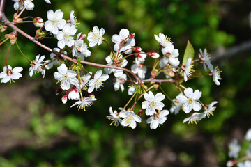 branch of blooming cherry tree covered with white flowers isolated in the garden in sunny day