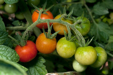 Ramo di pomodori ciliegini ancora attaccati alla pianta nell'orto e non ancora mauturi