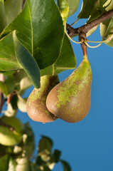 Ramo di pero con pere mature su sfondo di cielo blu