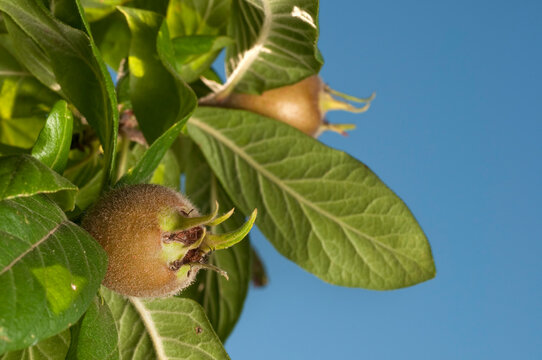 Ramo di nespolo con nespole mature su sfondo di cielo blu