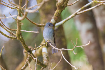 Nilgiri flycatcher (Eumyias albicaudatus) at Eravikulam National Park, Munnar, Kerala, India.
