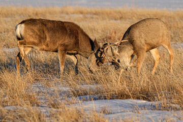 Mule Deer Buck - Duel