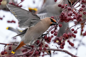Bohemian Waxwing - Colorado