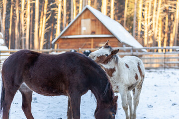 Two horses in a paddock on a farm in winter. Brown and white horse in winter in the animal enclosure.