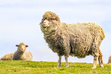 Volunteer Point, Falkland Islands, UK