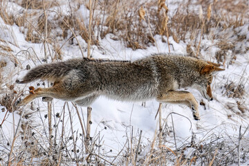 Hunting Coyote - Winter