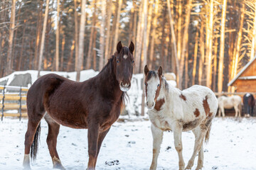 Two horses in a paddock on a farm in winter. Brown and white horse in winter in the animal enclosure.