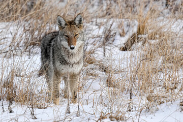 Coyote - Pose - Colorado