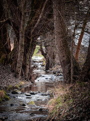 stream in the woods