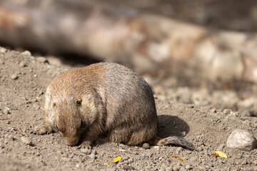 Prairie dogs are an American genus of rodents in the squirrel family.Odense zoo,Denmark,Scandinavia,Europe