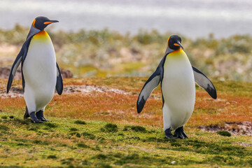Fototapeta premium Volunteer Point, Falkland Islands, UK
