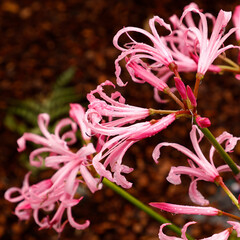 Closeup of the pink flowering garden bulb Nerine bowdenii. 