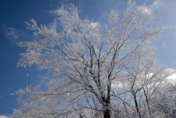 蔵王の景色　坊平高原の霧氷のブナの大木
