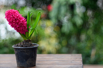 Jacinta rosa en primavera 