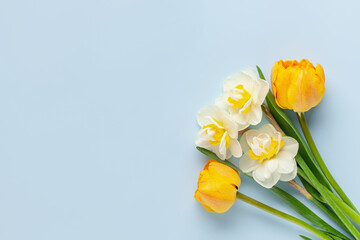 Daffodil flowers on  blue background. Concept of St. David's Day. World Daffodil Day. - obrazy, fototapety, plakaty
