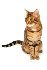 Fototapeta na wymiar Bengal cat on a white background, fluffy orange, black striped, pet, big beautiful cat