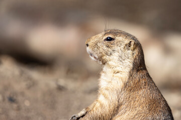 Prairie dogs are an American genus of rodents in the squirrel family.Odense zoo,Denmark,Scandinavia,Europe