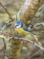 Fototapeta premium Blue Tit Perched on a Twig