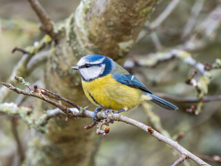 Blue Tit Perched on a Twig
