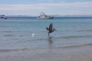 Pelican flying over the beach water with a boat in the background
