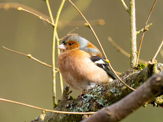 Male Chaffinch Perced on a Branch