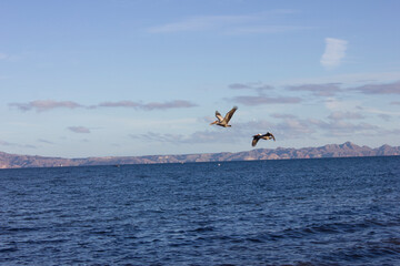 Pelicans flying at the sea