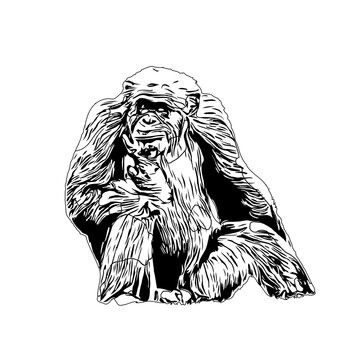 Black and white sketch of a gorilla with a transparent background