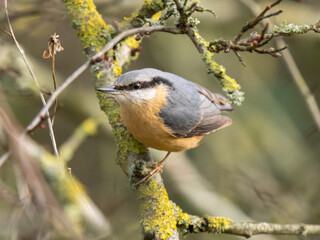 Nuthatch Perched  on a Tree