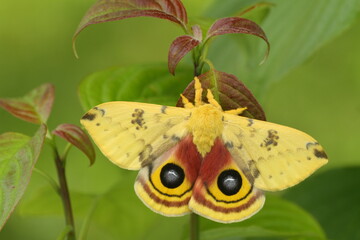 Male io moth (automeris io) on dogwood 