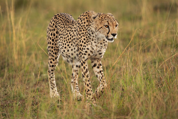 Portrait of Cheetah taken while walking in savannah, Masai Mara, Kenya