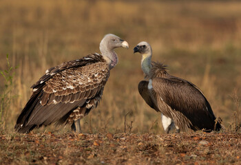 A pair of Ruppells Griffon Vultures at Masai Mara., Kenya