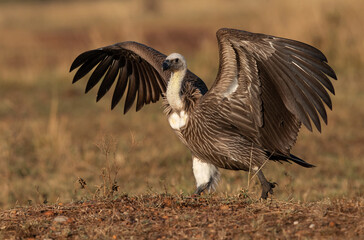 A Ruppells Griffon Vulture walking and raising its wings at Masai Mara, Kenya