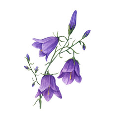 Obraz na płótnie Canvas Watercolor illustration of wild flowers campanula isolated on white background. Perfect for template, wallpaper, print, textile, banner design, postcards, poster, decoration
