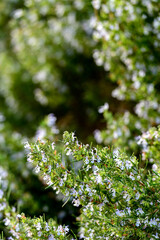 VISTA EN PRIMER PLANO DE UNA PLANTA Y FLORES DE ROMERO (Salvia Rosmarinus) 