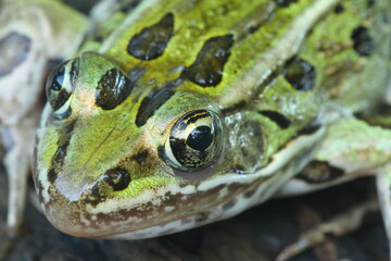 Leopard frog closeup (Lithobates pipiens)